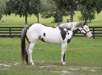 American Paint Horse, Merrie, 13 Jaar, 150 cm, Overo-alle-kleuren