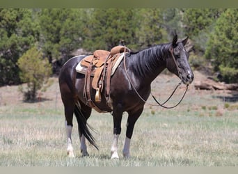 American Paint Horse, Merrie, 13 Jaar, 150 cm, Tobiano-alle-kleuren