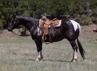 American Paint Horse, Merrie, 13 Jaar, 150 cm, Tobiano-alle-kleuren