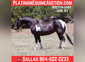 American Paint Horse, Merrie, 13 Jaar, 150 cm, Tobiano-alle-kleuren