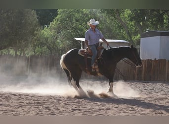 American Paint Horse, Merrie, 13 Jaar, 150 cm, Tobiano-alle-kleuren