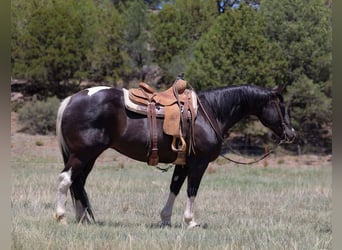 American Paint Horse, Merrie, 13 Jaar, 150 cm, Tobiano-alle-kleuren