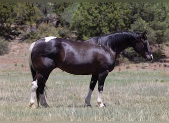 American Paint Horse, Merrie, 13 Jaar, 150 cm, Tobiano-alle-kleuren