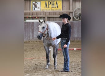 American Paint Horse, Merrie, 13 Jaar, 153 cm, Schimmel