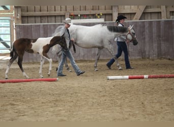 American Paint Horse, Merrie, 13 Jaar, 153 cm, Schimmel