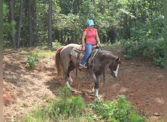 American Paint Horse, Merrie, 13 Jaar, 157 cm, Roan-Red