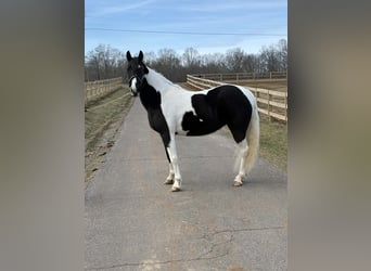 American Paint Horse, Merrie, 13 Jaar, 157 cm, Tobiano-alle-kleuren