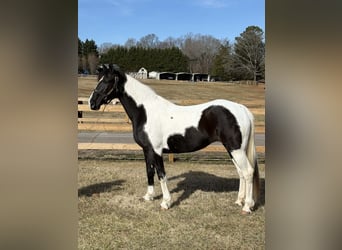 American Paint Horse, Merrie, 13 Jaar, 157 cm, Tobiano-alle-kleuren