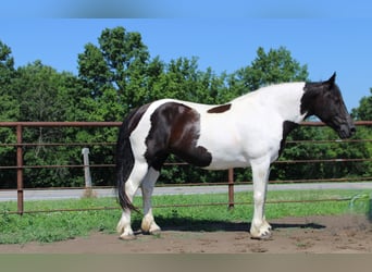 American Paint Horse, Merrie, 13 Jaar, 170 cm, Tobiano-alle-kleuren