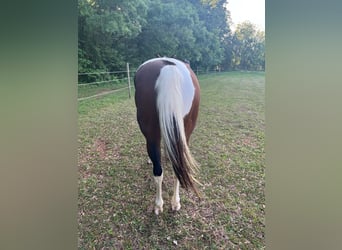 American Paint Horse, Merrie, 13 Jaar, Tobiano-alle-kleuren