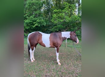 American Paint Horse, Merrie, 13 Jaar, Tobiano-alle-kleuren