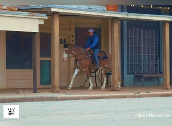 American Paint Horse, Merrie, 14 Jaar, 150 cm, Roan-Bay