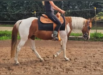 American Paint Horse, Merrie, 14 Jaar, 153 cm, Gevlekt-paard