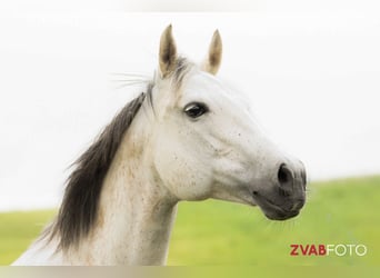 American Paint Horse, Merrie, 14 Jaar, 153 cm, Schimmel