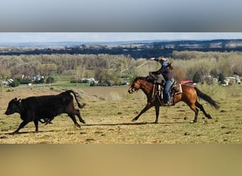 American Paint Horse, Merrie, 14 Jaar, 155 cm, Roodbruin