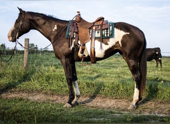 American Paint Horse, Merrie, 14 Jaar, Gevlekt-paard
