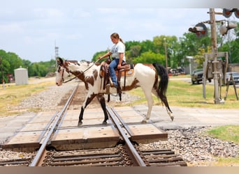 American Paint Horse, Merrie, 15 Jaar, 142 cm, Overo-alle-kleuren
