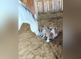 American Paint Horse, Merrie, 15 Jaar, 153 cm, Tobiano-alle-kleuren