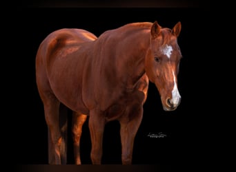 American Paint Horse, Merrie, 15 Jaar, 156 cm, Vos