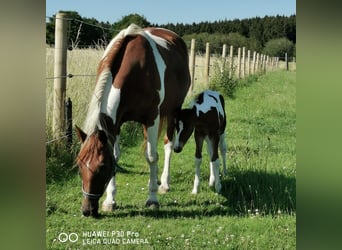 American Paint Horse, Merrie, 16 Jaar, 150 cm, Gevlekt-paard