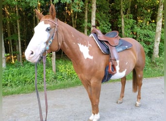 American Paint Horse, Merrie, 16 Jaar, 154 cm, Overo-alle-kleuren