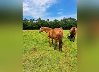 American Paint Horse, Merrie, 16 Jaar, 154 cm, Vos