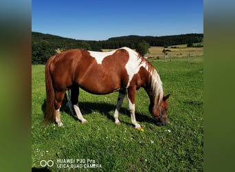 American Paint Horse, Merrie, 17 Jaar, 150 cm, Gevlekt-paard