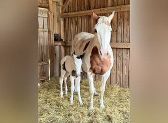 American Paint Horse, Merrie, 18 Jaar, 158 cm, Tobiano-alle-kleuren