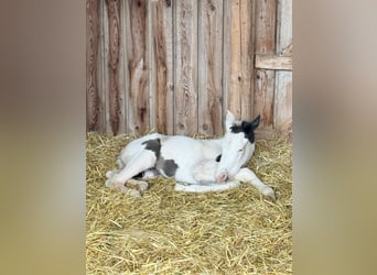 American Paint Horse, Merrie, 18 Jaar, 158 cm, Tobiano-alle-kleuren