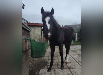 American Paint Horse Mix, Merrie, 1 Jaar, 125 cm, Zwart