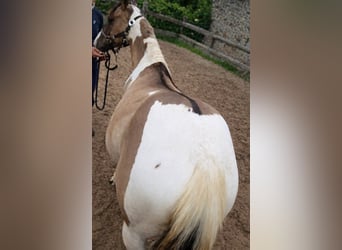 American Paint Horse, Merrie, 1 Jaar, 140 cm, Grullo