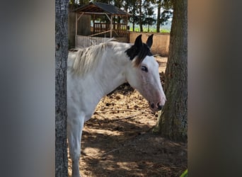 American Paint Horse Mix, Merrie, 1 Jaar, 148 cm, Gevlekt-paard