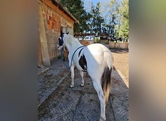 American Paint Horse Mix, Merrie, 1 Jaar, 148 cm, Gevlekt-paard