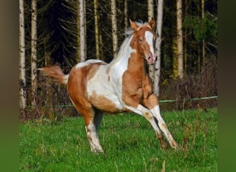 American Paint Horse, Merrie, 1 Jaar, 150 cm, Champagne
