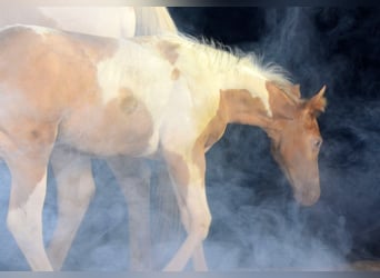 American Paint Horse, Merrie, 1 Jaar, 150 cm, Champagne