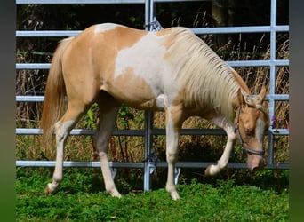 American Paint Horse, Merrie, 1 Jaar, 150 cm, Champagne