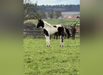 American Paint Horse Mix, Merrie, 1 Jaar, 150 cm, Gevlekt-paard