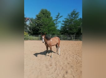 American Paint Horse, Merrie, 1 Jaar, 150 cm, Tobiano-alle-kleuren