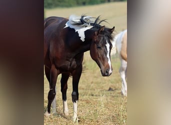 American Paint Horse, Merrie, 1 Jaar, 150 cm, Tobiano-alle-kleuren