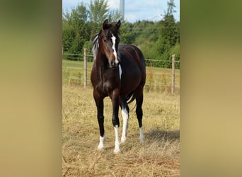 American Paint Horse, Merrie, 1 Jaar, 150 cm, Tobiano-alle-kleuren