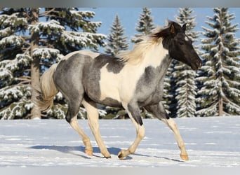 American Paint Horse, Merrie, 1 Jaar, 155 cm, Roan-Blue