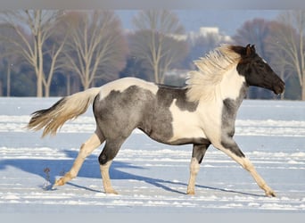 American Paint Horse, Merrie, 1 Jaar, 155 cm, Roan-Blue