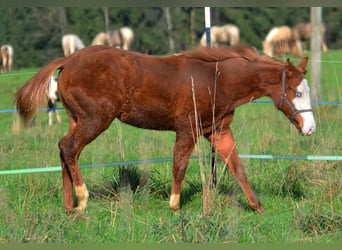 American Paint Horse, Merrie, 1 Jaar, 155 cm, Vos