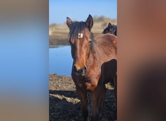 American Paint Horse, Merrie, 1 Jaar, Bruin