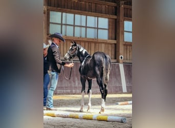 American Paint Horse, Merrie, 1 Jaar, Gevlekt-paard