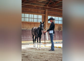 American Paint Horse, Merrie, 1 Jaar, Gevlekt-paard