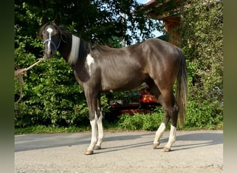 American Paint Horse, Merrie, 1 Jaar, Gevlekt-paard