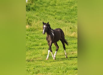 American Paint Horse, Merrie, 1 Jaar, Gevlekt-paard
