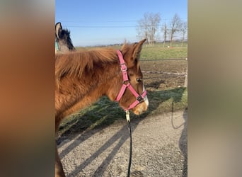 American Paint Horse, Merrie, 1 Jaar, Vos