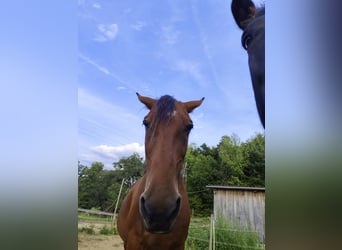 American Paint Horse, Merrie, 21 Jaar, 150 cm, Bruin